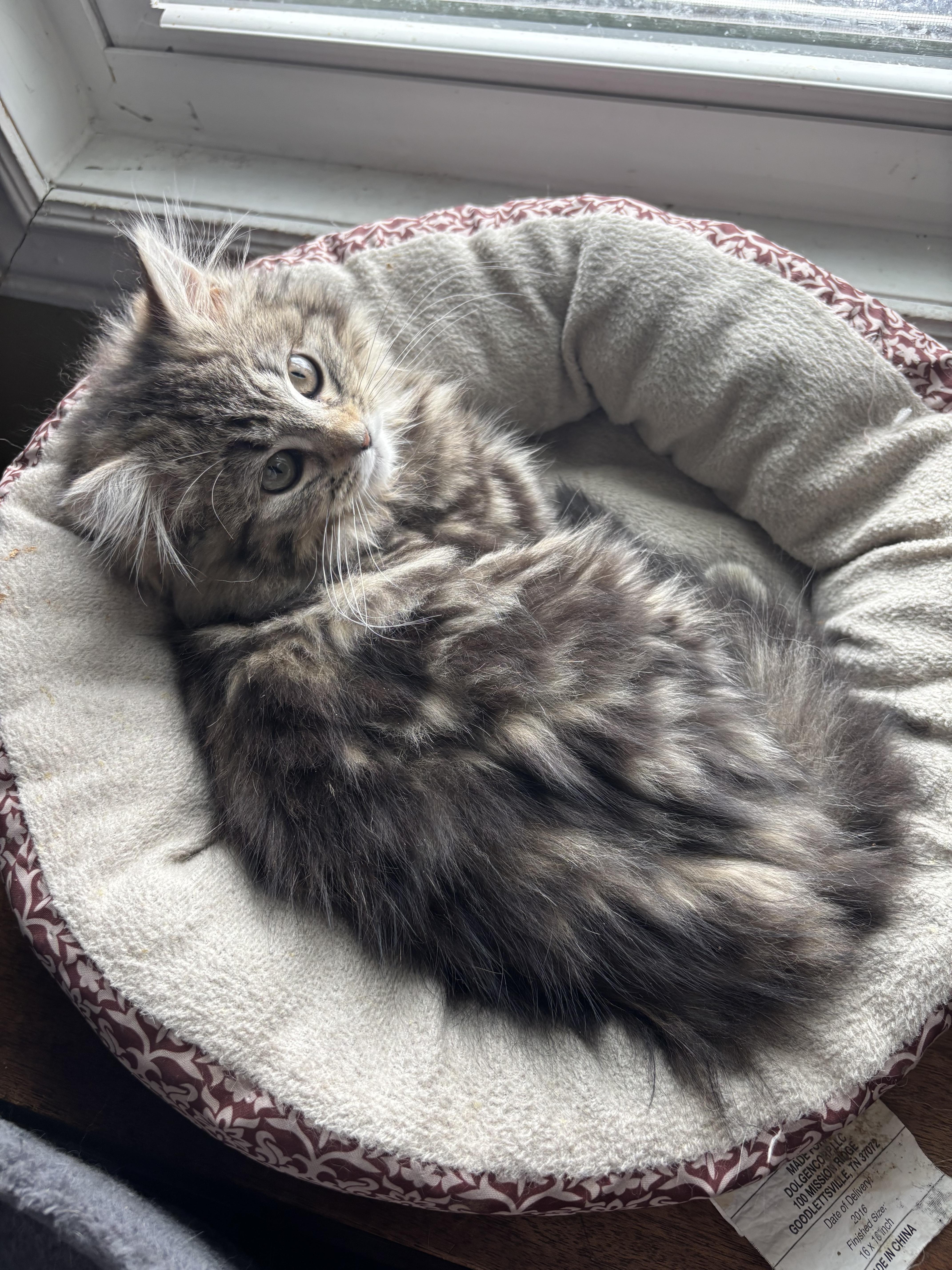 Persia bonded with Penelope , a ADOPTABLE mixed breed in Pittsburgh, PA image 3/4