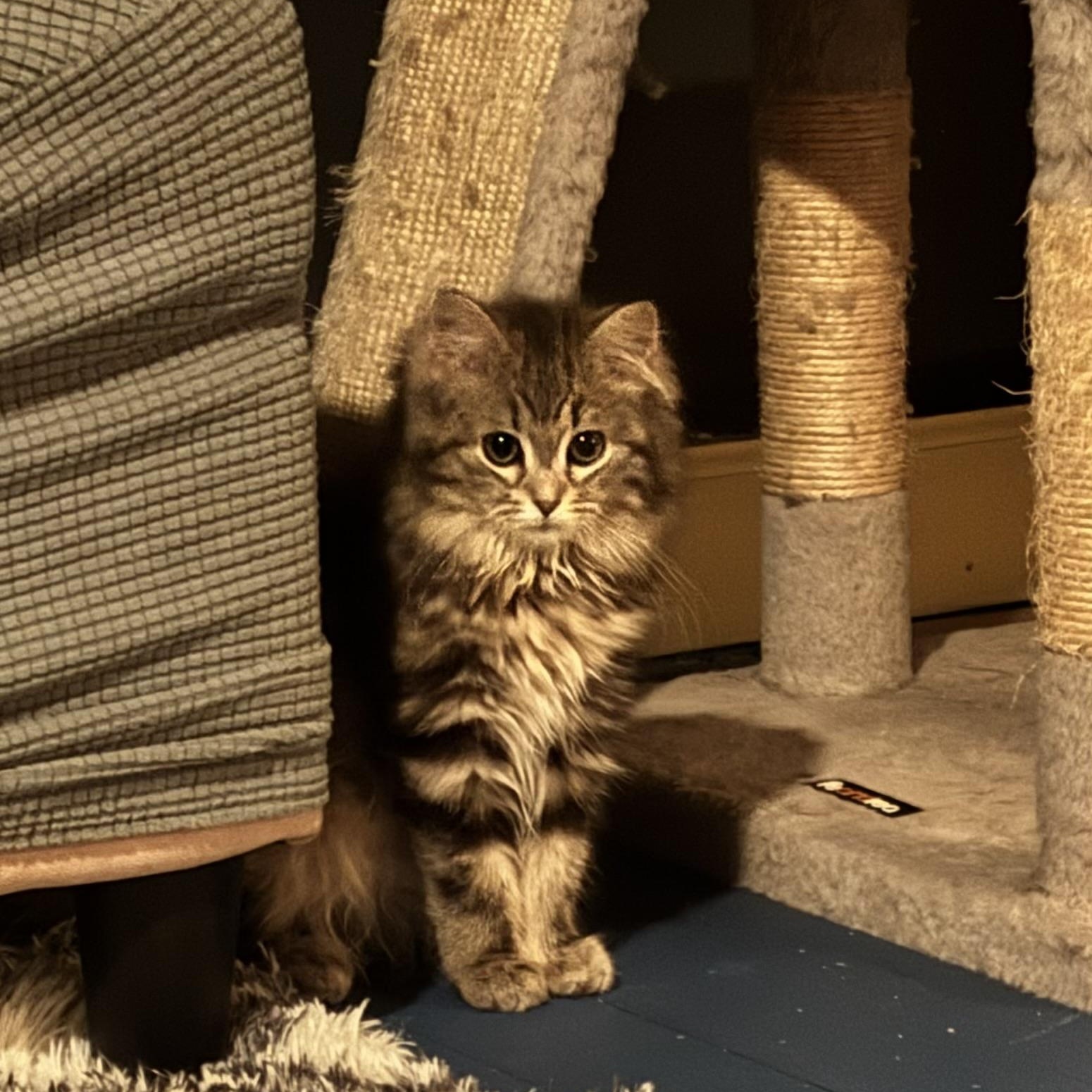 Persia bonded with Penelope , ADOPTABLE, Kitten Female Tortoiseshell & Calico.