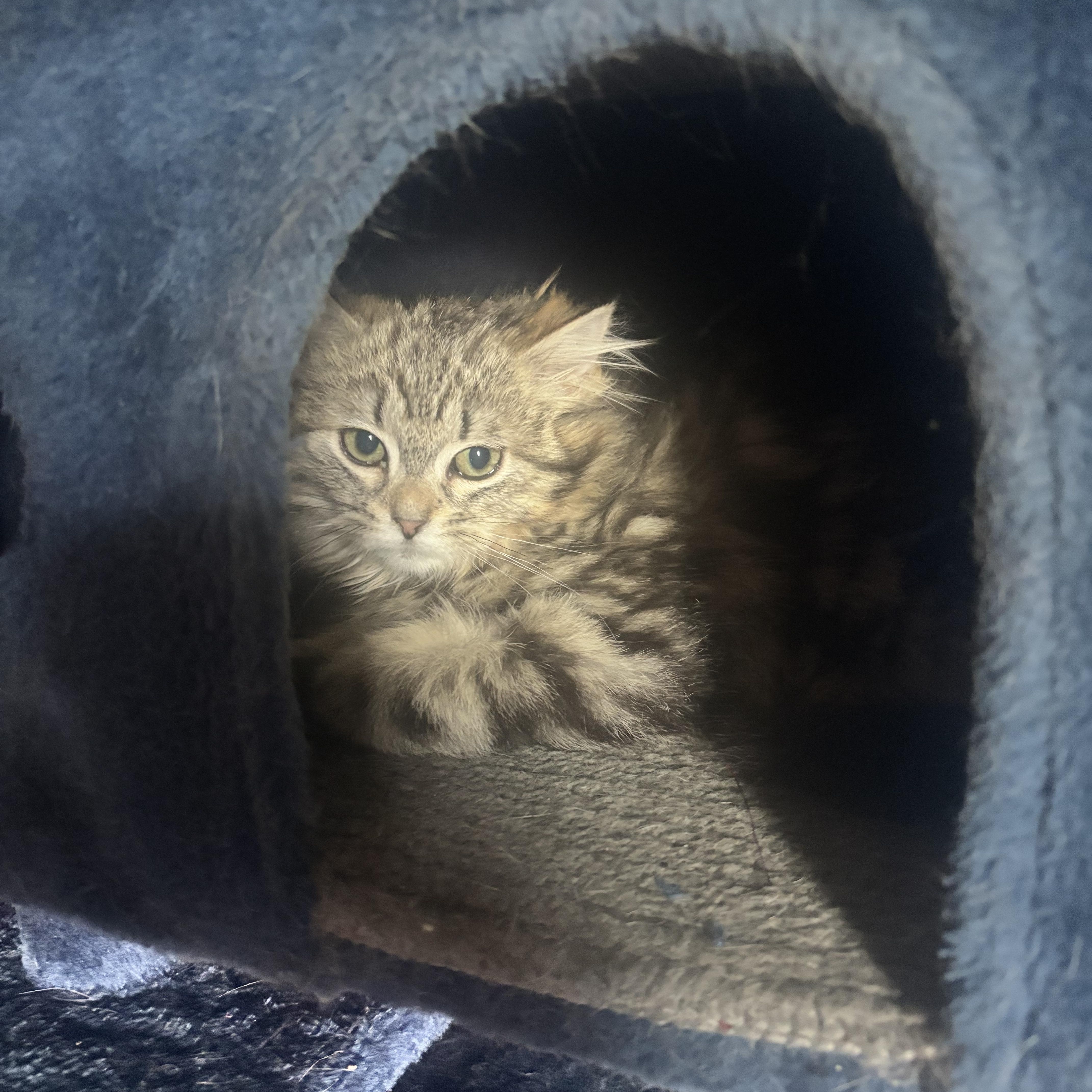 Persia bonded with Penelope , a ADOPTABLE mixed breed in Pittsburgh, PA image 4/4