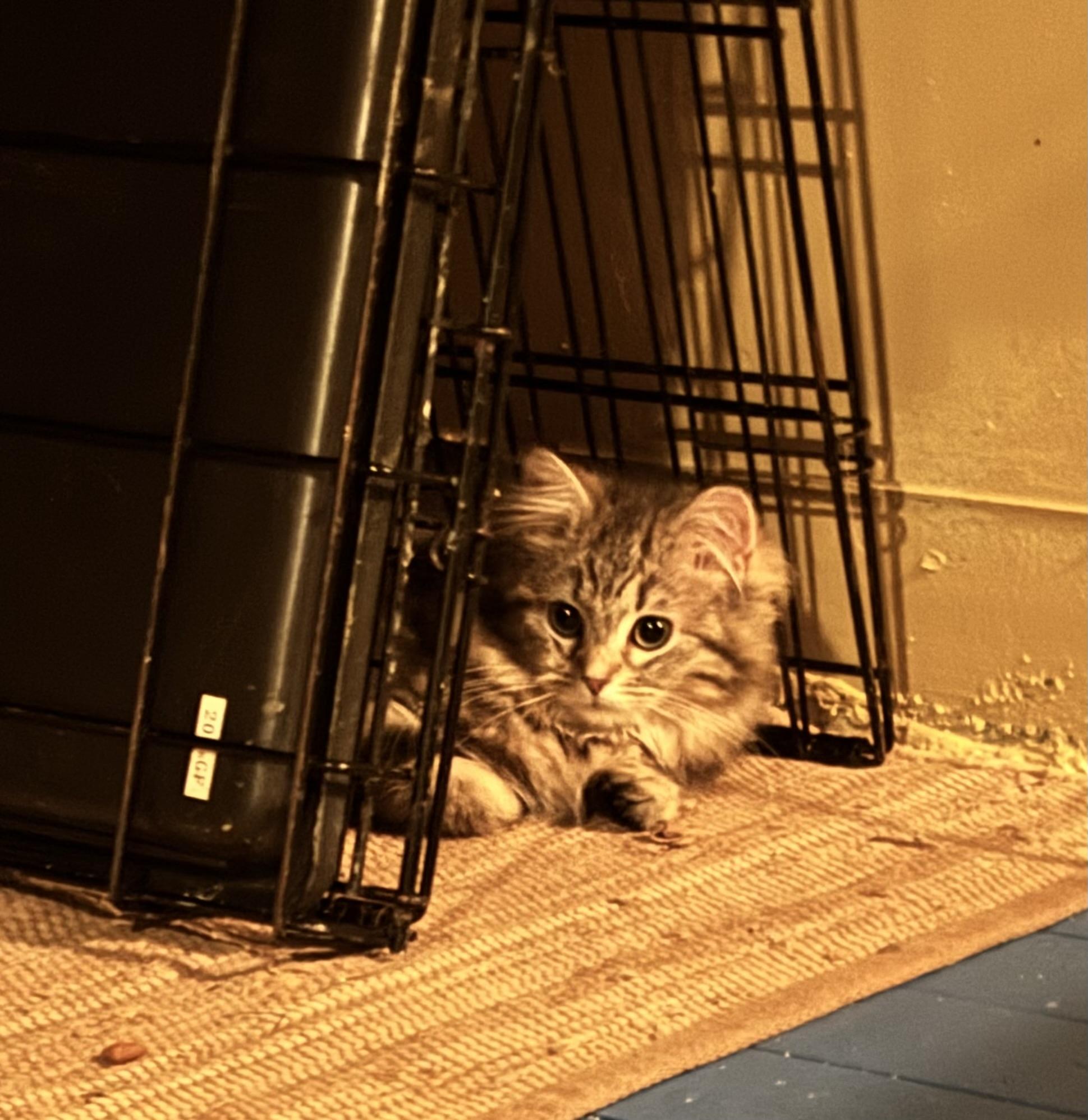 Persia bonded with Penelope , a ADOPTABLE mixed breed in Pittsburgh, PA image 2/4