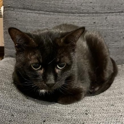 Georgie - Senior Sweetheart