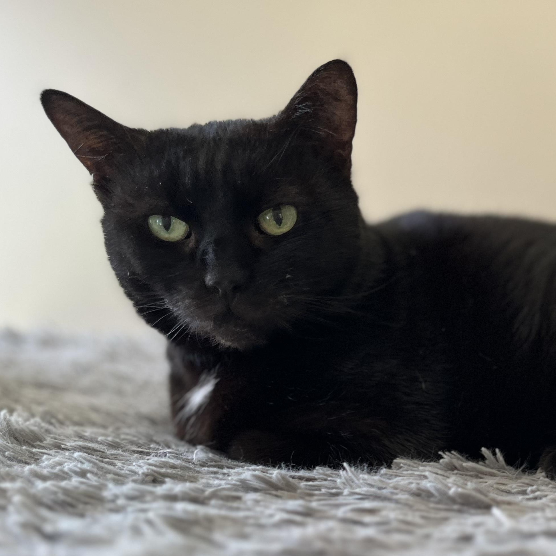 Enlarge Georgie - Senior Sweetheart, a Adoptable Domestic Short Hair in New York, NY image 3/3