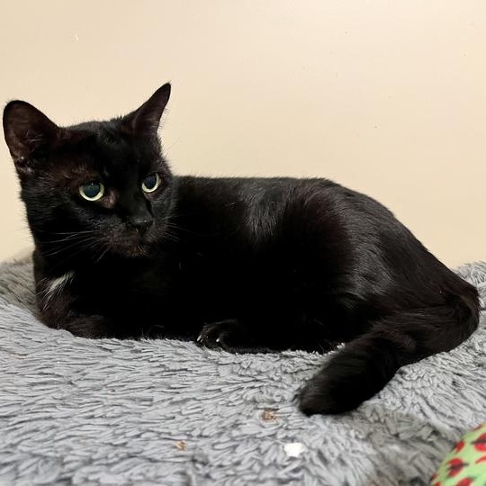 Enlarge Georgie - Senior Sweetheart, a Adoptable Domestic Short Hair in New York, NY image 1/3