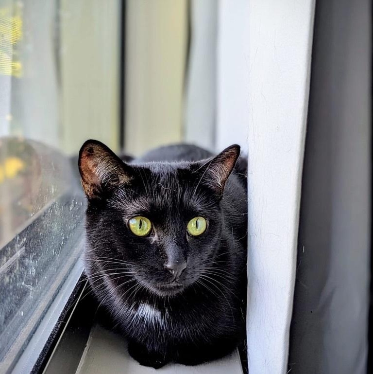 Georgie - Senior Sweetheart