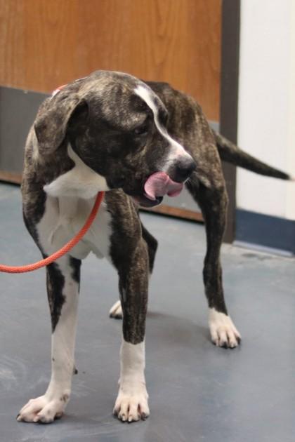 Bonesy, Adoptable, Young Male Mixed Breed & Mixed Breed.