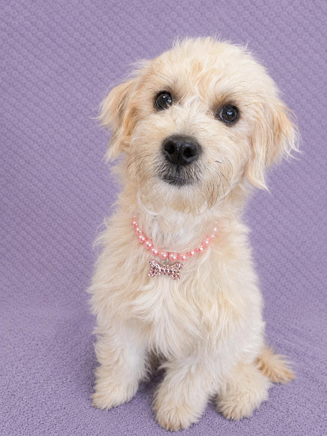 Josie, an adopted Maltipoo in Lodi, CA image 2/6
