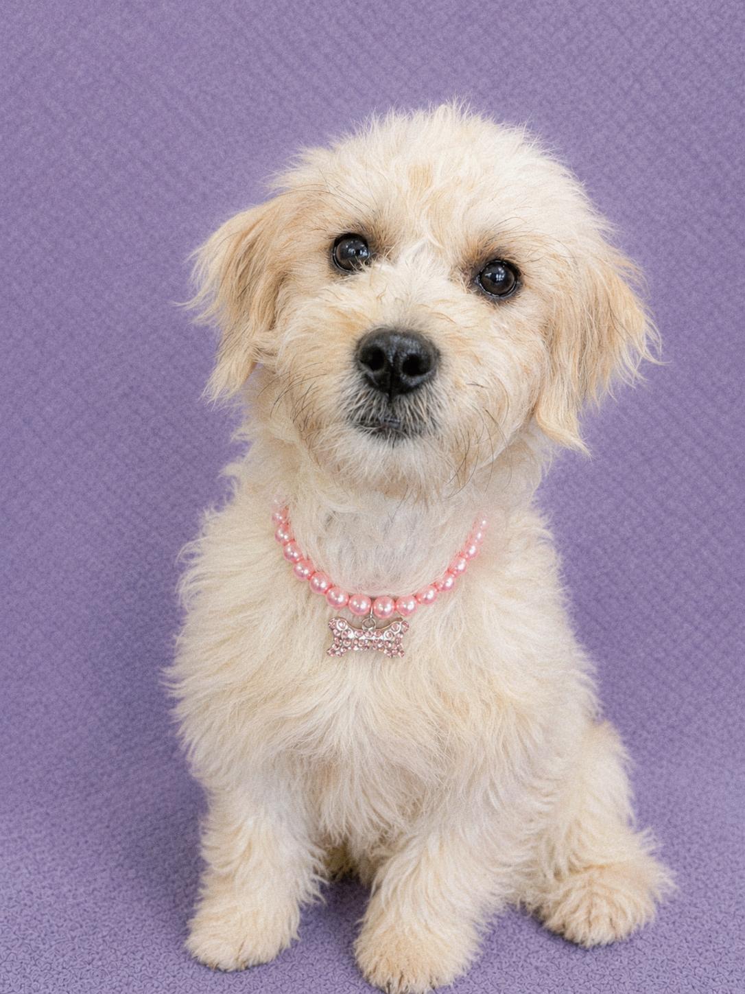 Josie, an adopted Maltipoo in Lodi, CA image 4/6