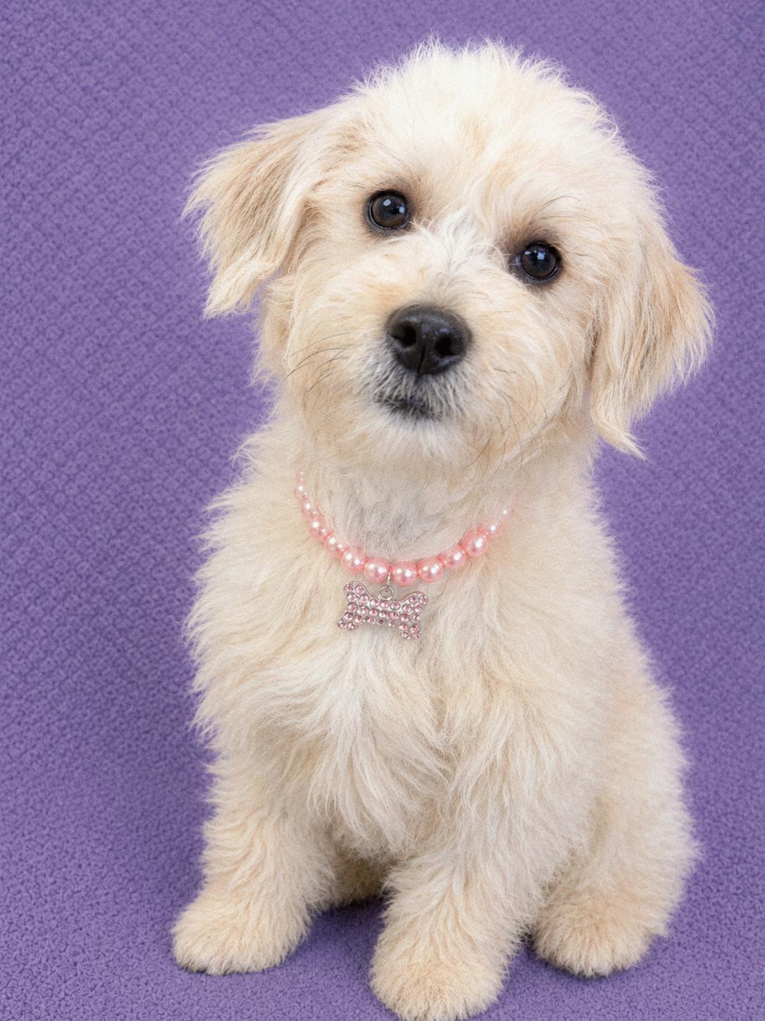 Josie, an adopted Maltipoo in Lodi, CA image 5/6
