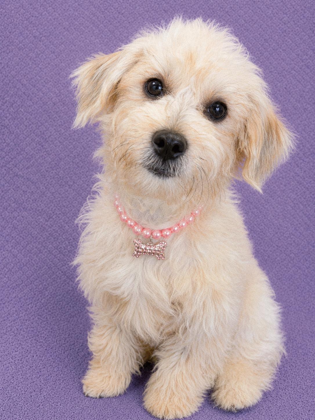 Josie, an adopted Maltipoo in Lodi, CA image 6/6