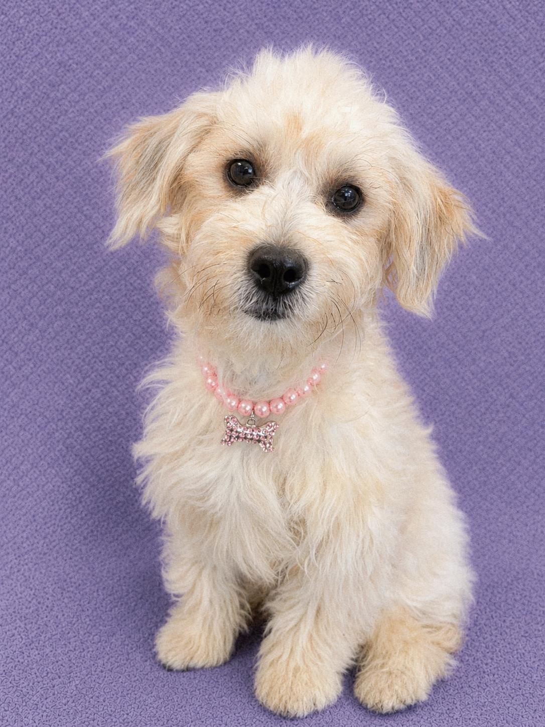 Josie, an adopted Maltipoo in Lodi, CA image 1/6