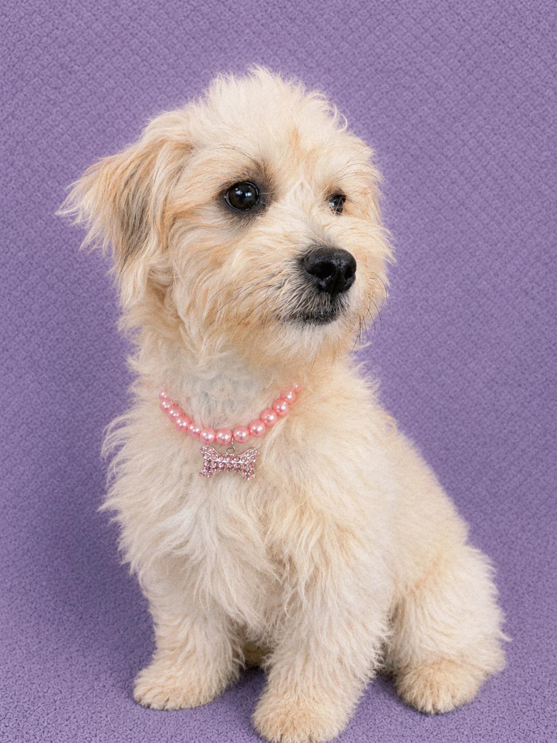 Josie, an adopted Maltipoo in Lodi, CA image 3/6