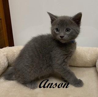 Anson, an adoptable Domestic Short Hair in Southern Pines, NC image 2/2