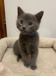 Anson, an adoptable Domestic Short Hair in Southern Pines, NC image 1/2
