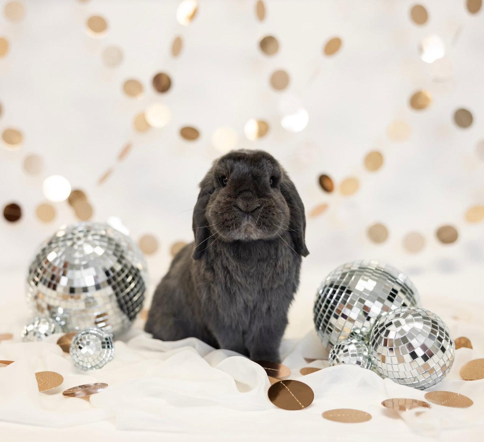 Bugsy, Adopted, Adult Male Holland Lop.