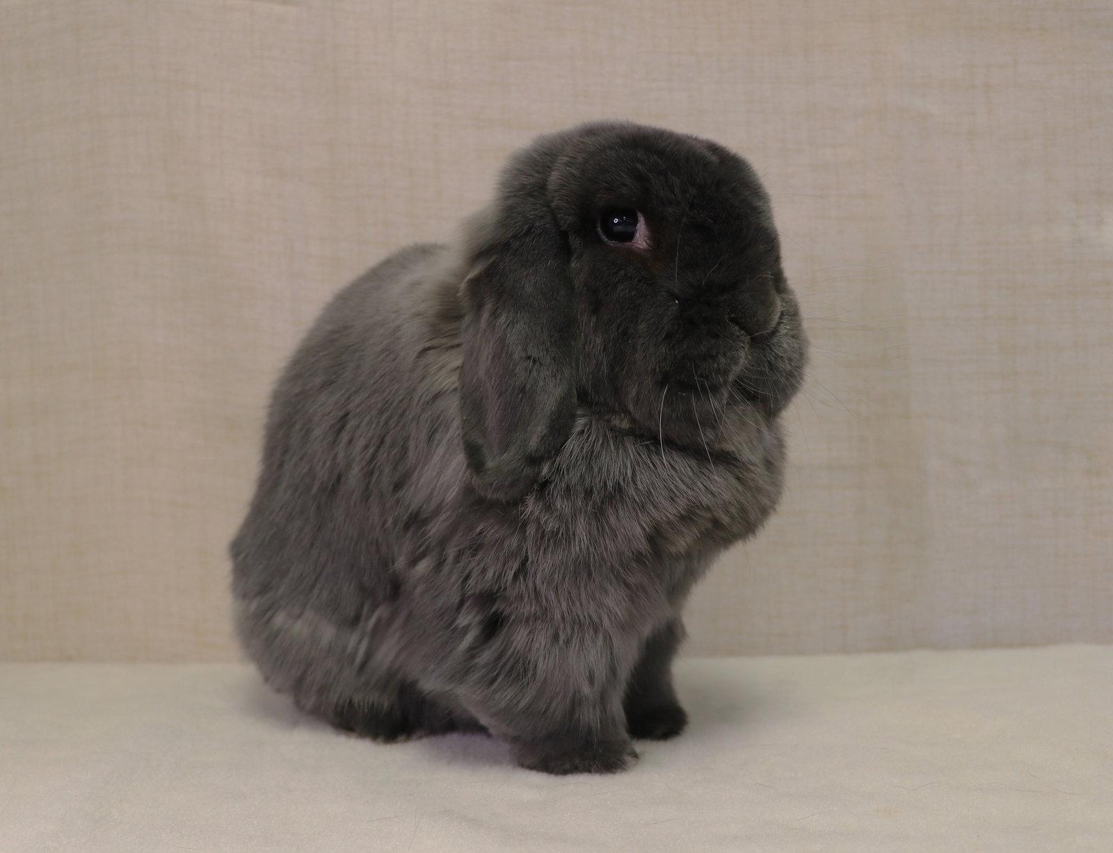Enlarge Bugsy, a Adopted Holland Lop in Lakeville, MN image 2/3
