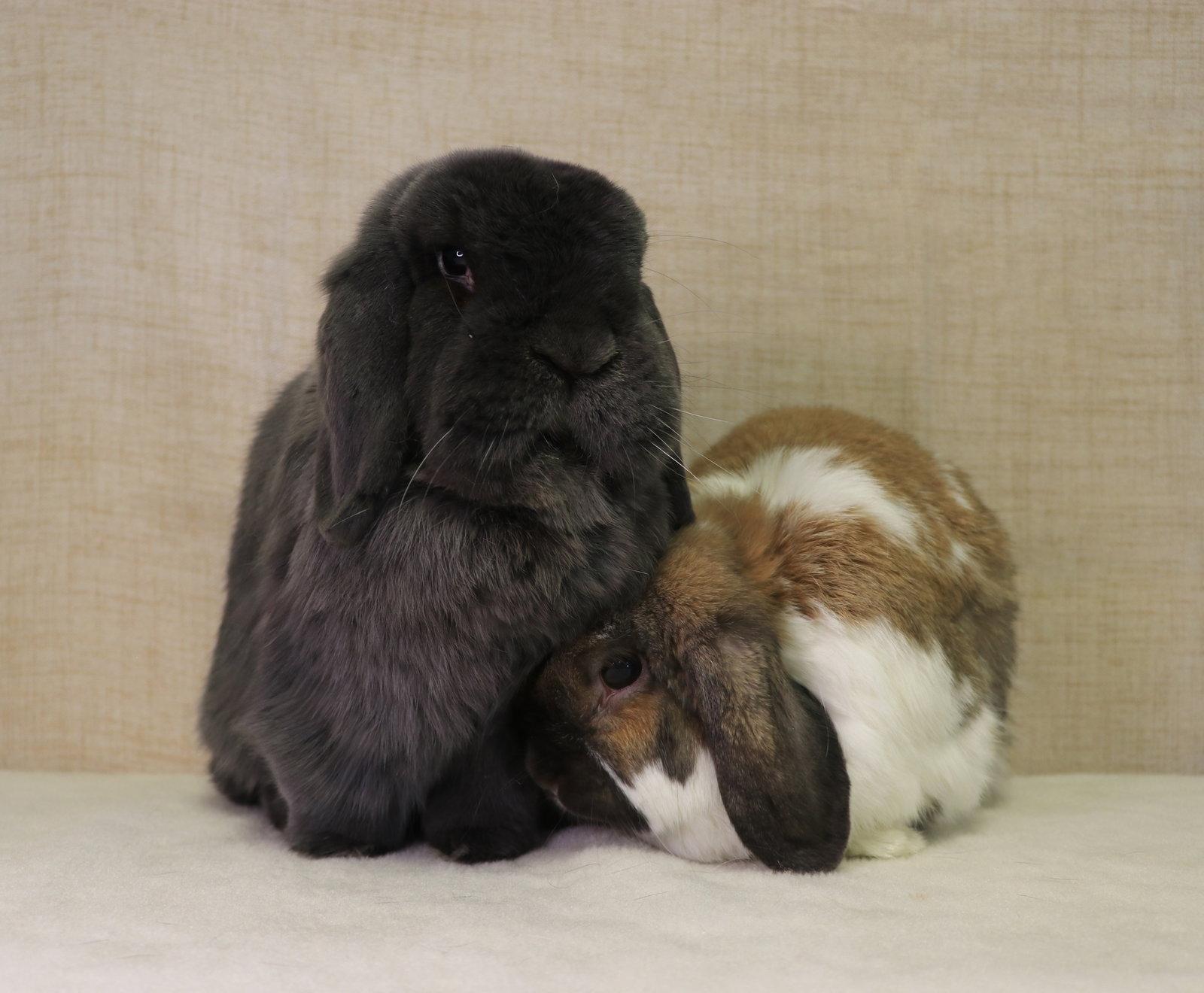 Enlarge Bugsy, a Adopted Holland Lop in Lakeville, MN image 3/3