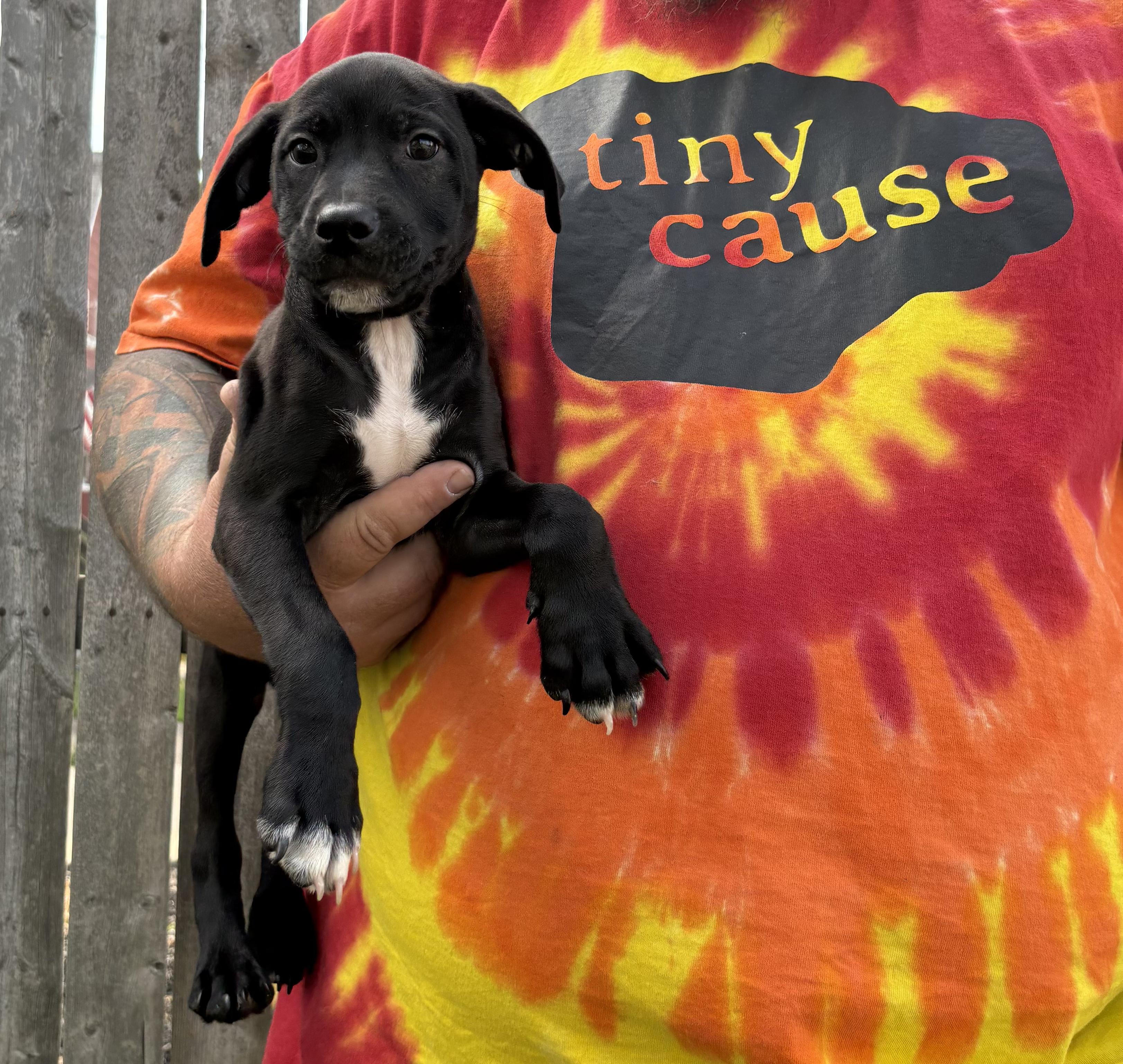 BUDDAH. Tinycauseadopt@gmail.com
