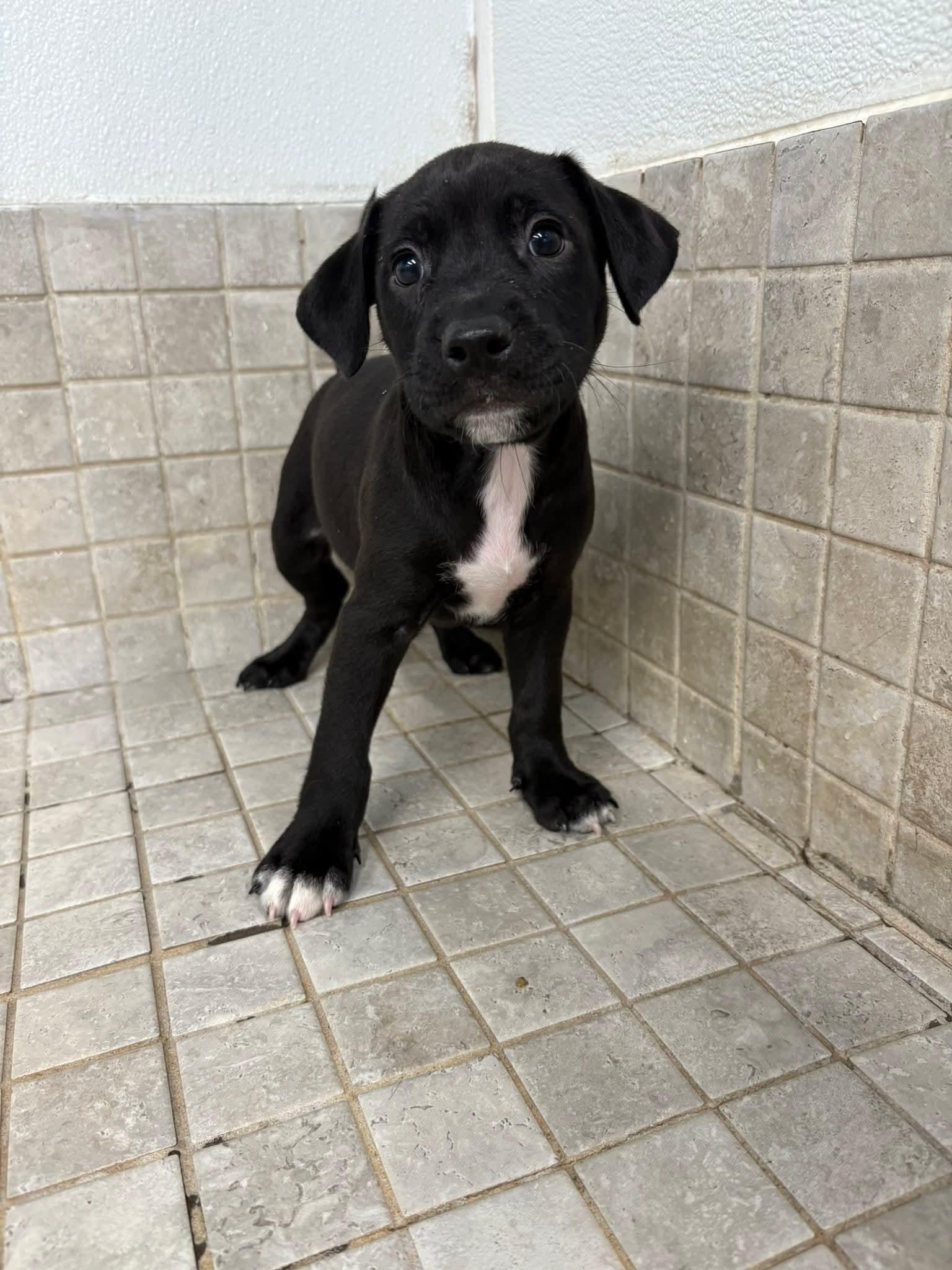 BUDDAH. Tinycauseadopt@gmail.com