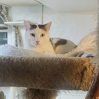 Bozena, Adoptable, Young Female Domestic Short Hair.