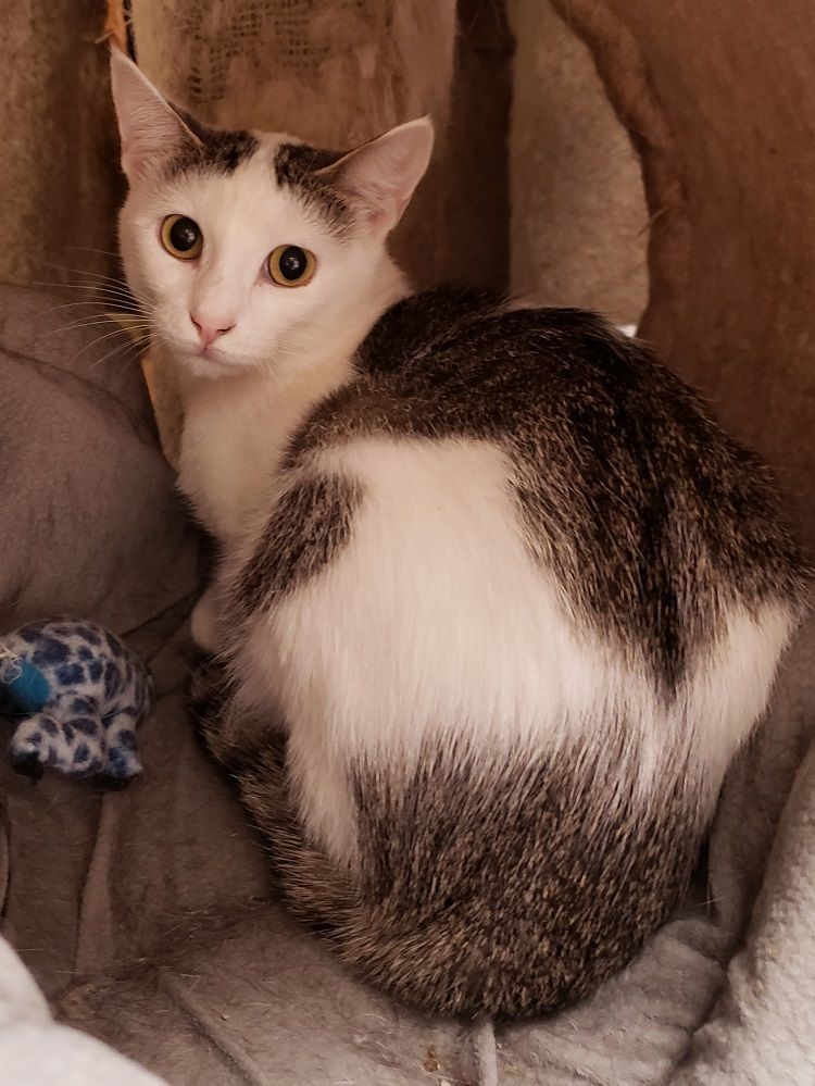 Enlarge Bozena, a Adoptable Domestic Short Hair in Lombard, IL image 3/7