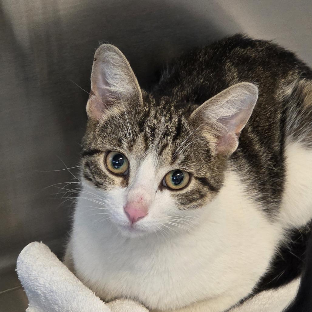 Jay, Adoptable, Adult Male Domestic Short Hair.