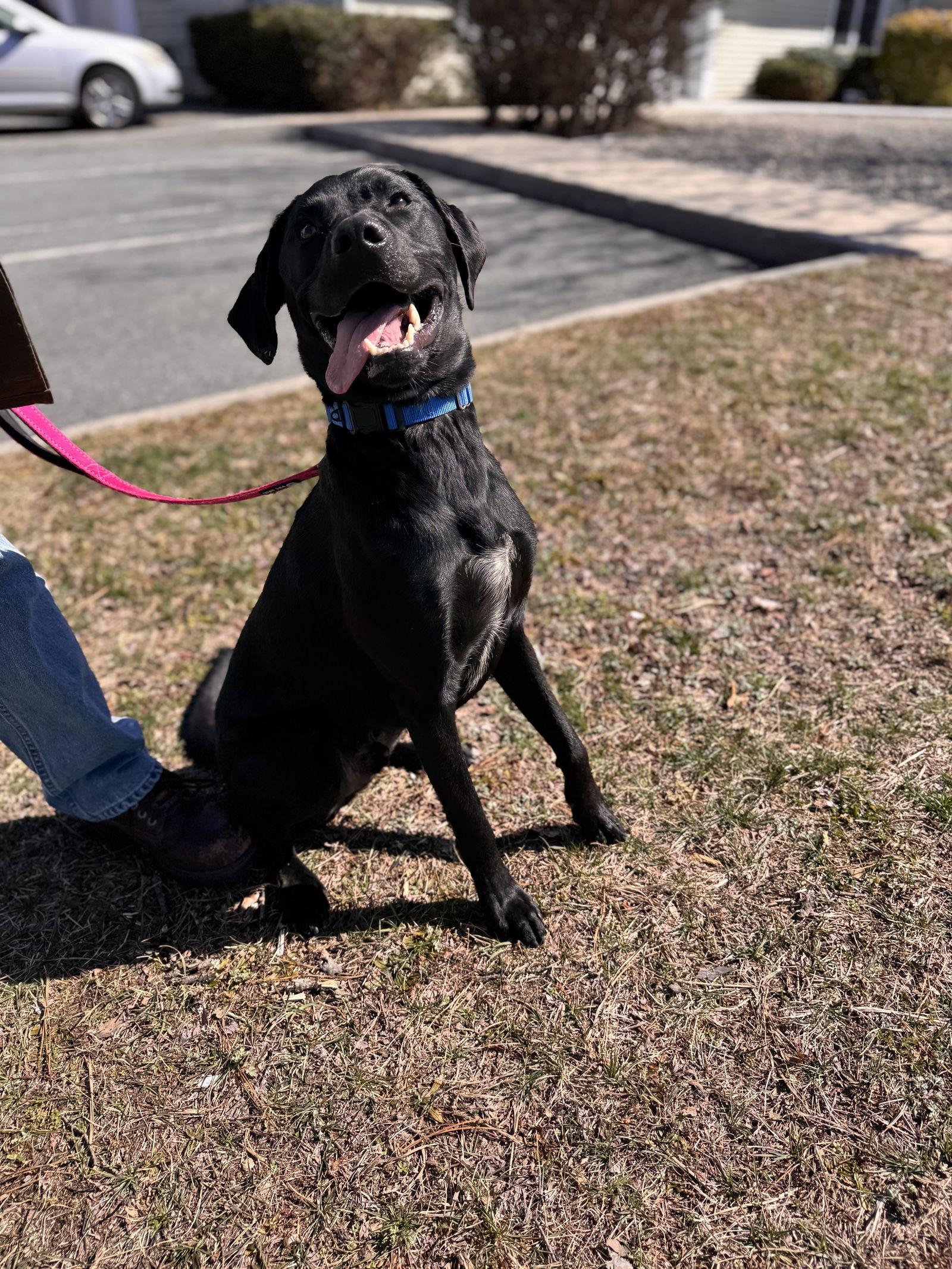 Enlarge Ranger, a Adoptable Labrador Retriever in Brick, NJ image 1/3