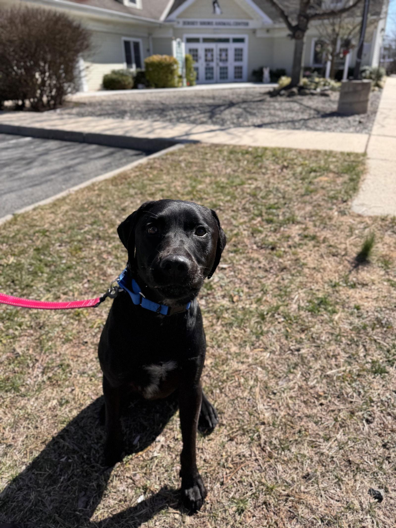 Enlarge Ranger, a Adoptable Labrador Retriever in Brick, NJ image 2/3