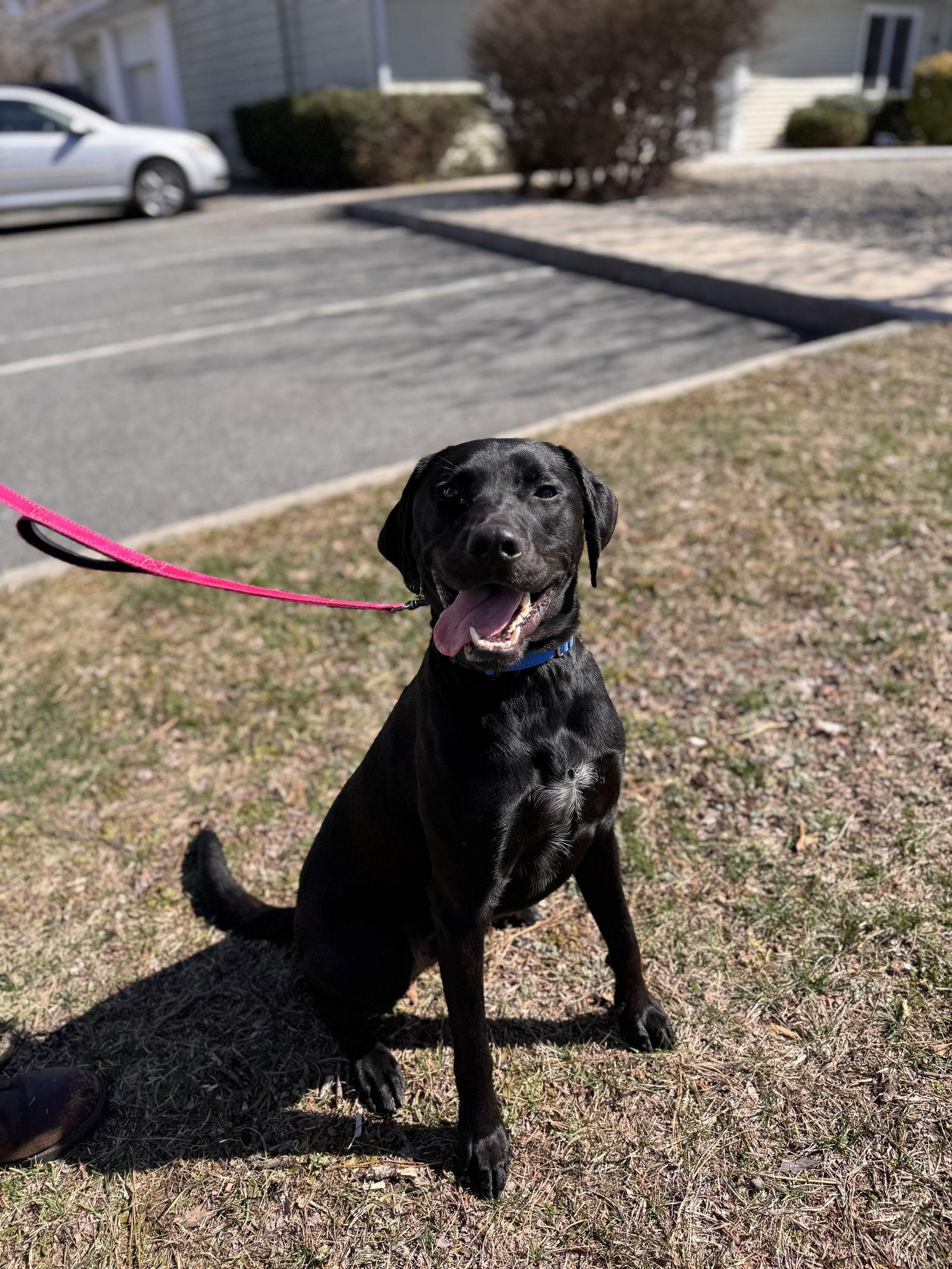Enlarge Ranger, a Adoptable Labrador Retriever in Brick, NJ image 3/3