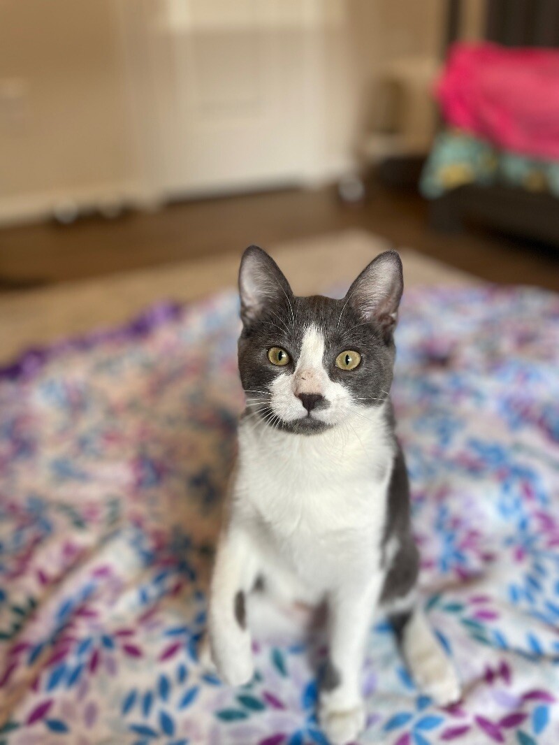 Cat for adoption Scout Majestic, a Domestic Short Hair Mix in