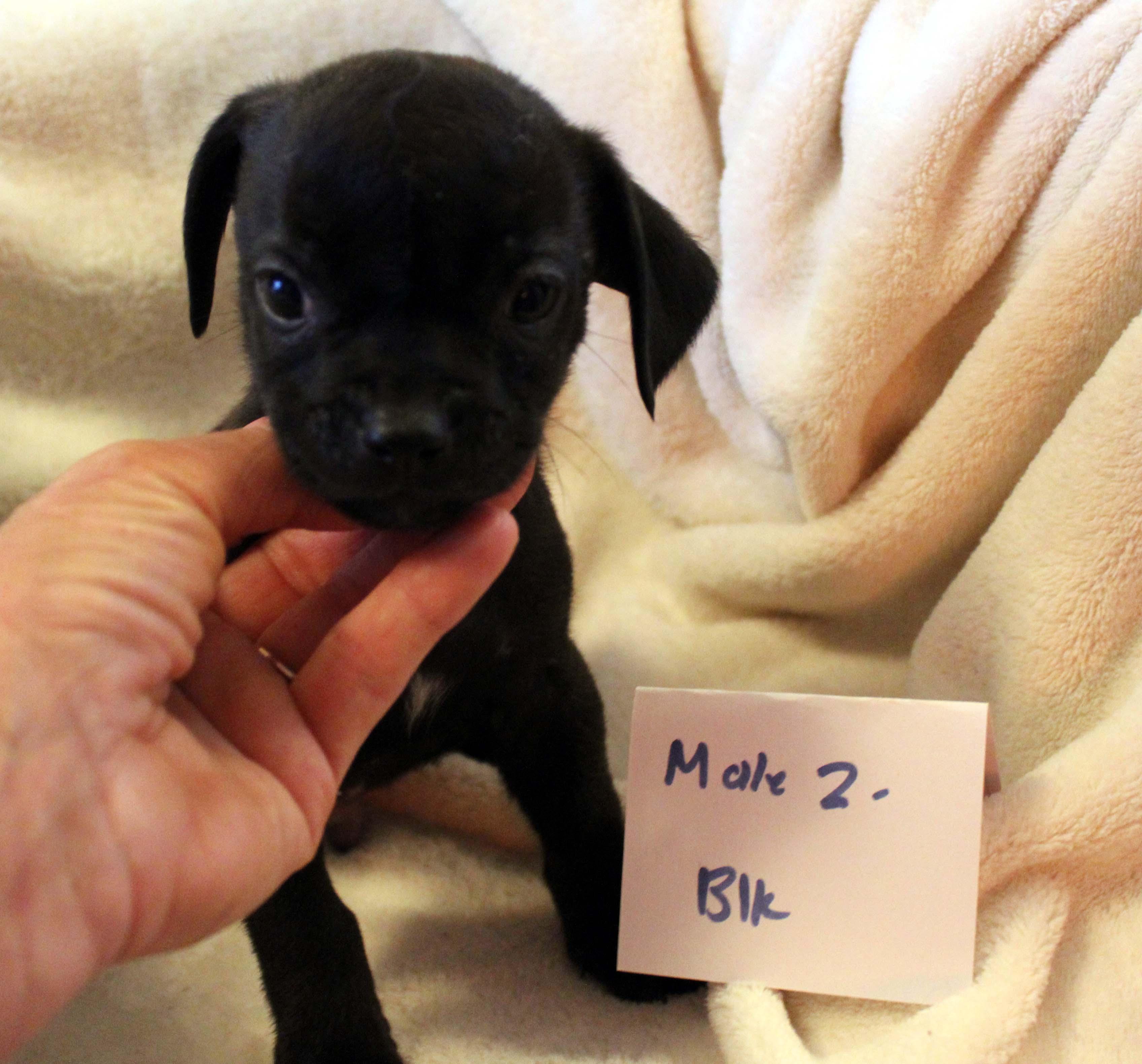 CHIHUAHUA PUPPY (MALE #2 BLACK), a Adoptable mixed breed in Imperial Beach, CA image 1/6