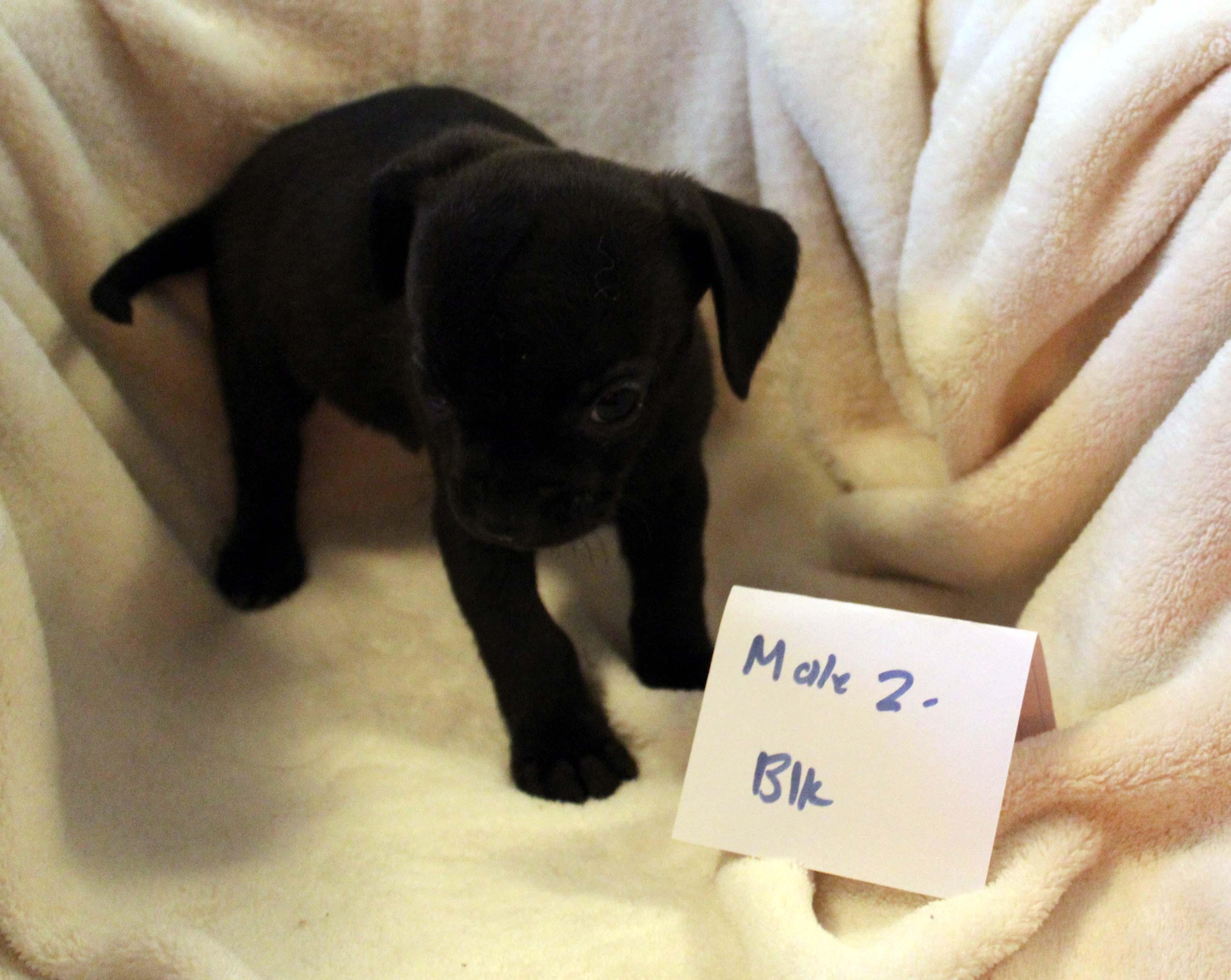 CHIHUAHUA PUPPY (MALE #2 BLACK)