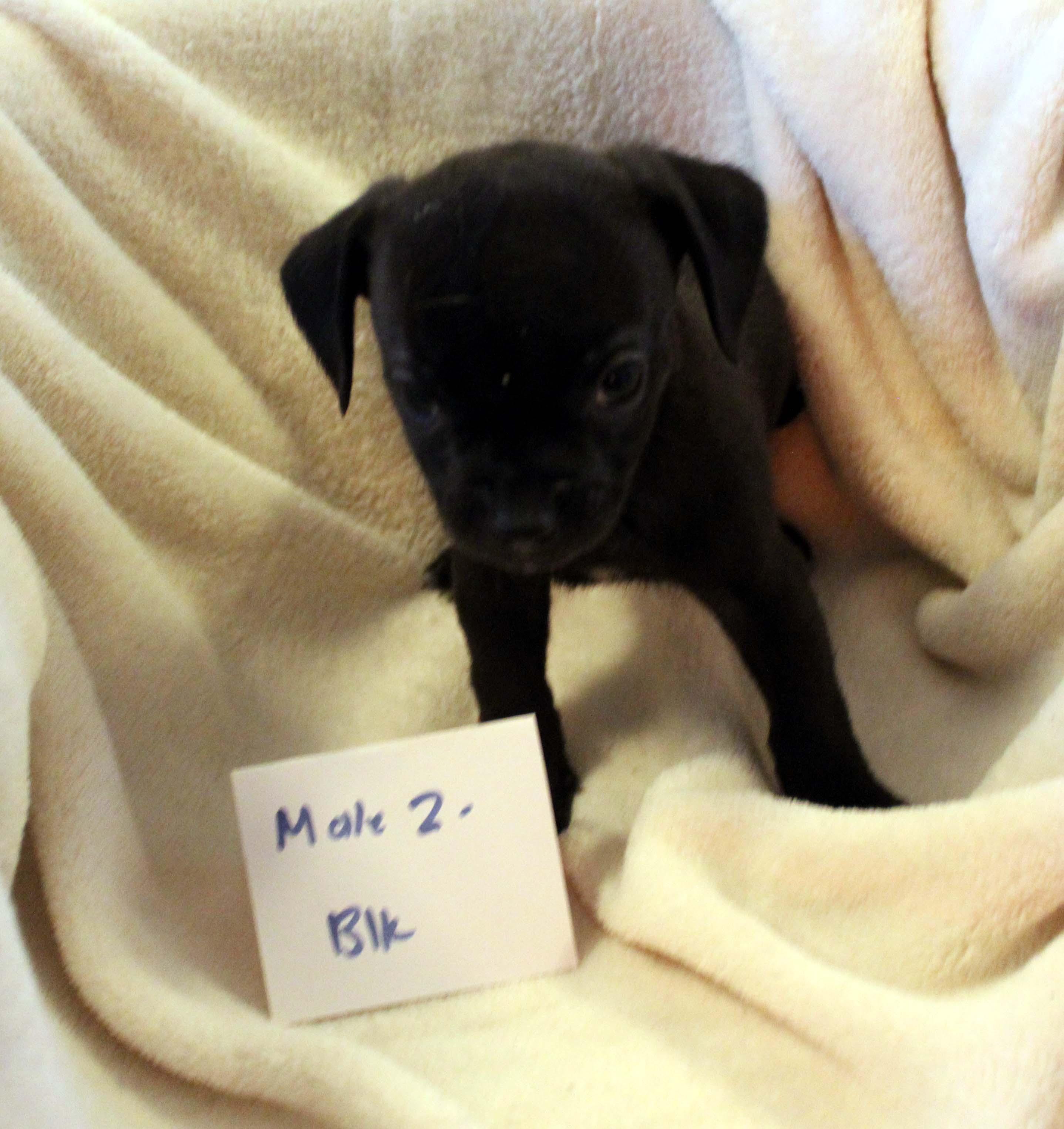 CHIHUAHUA PUPPY (MALE #2 BLACK)