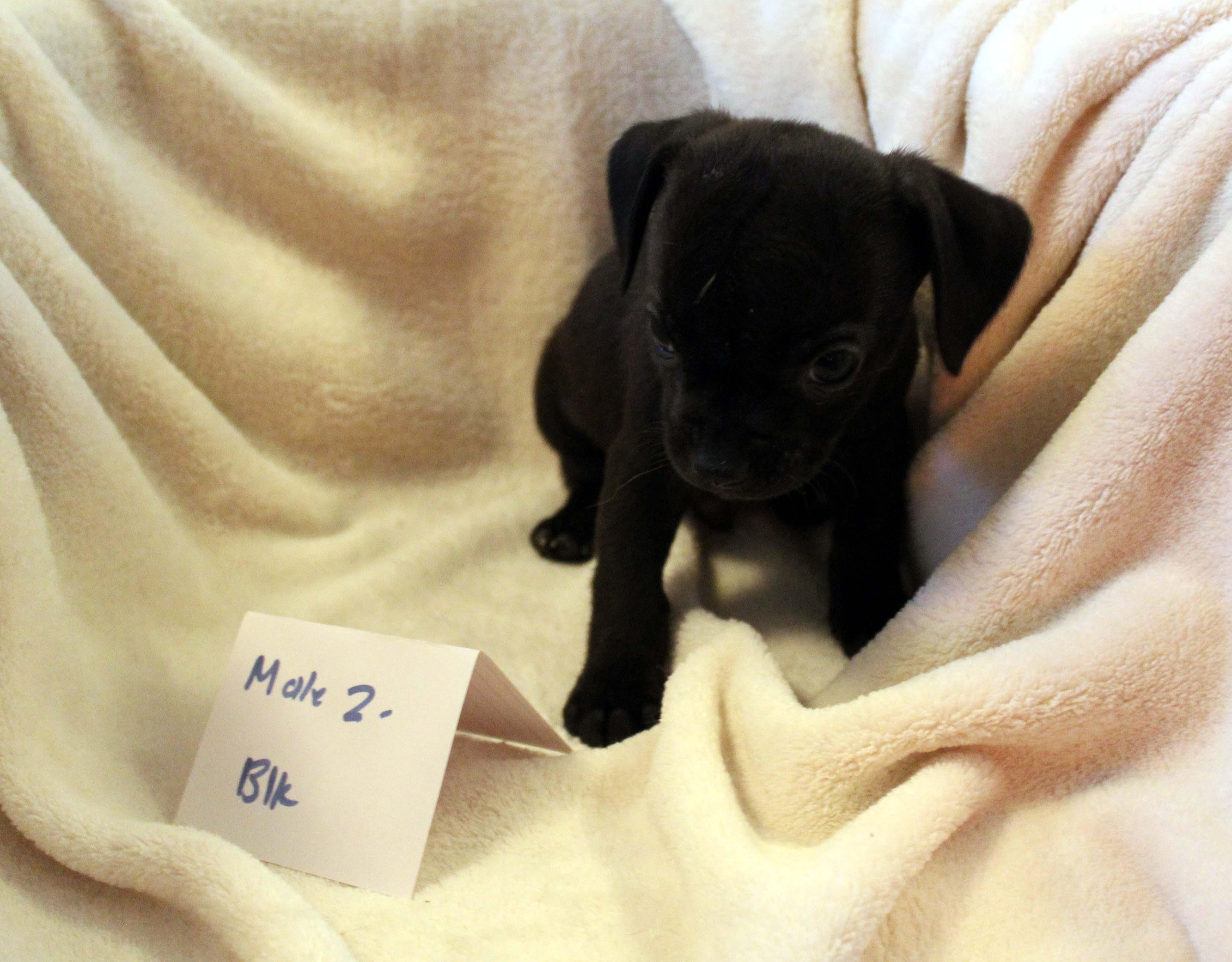CHIHUAHUA PUPPY (MALE #2 BLACK)