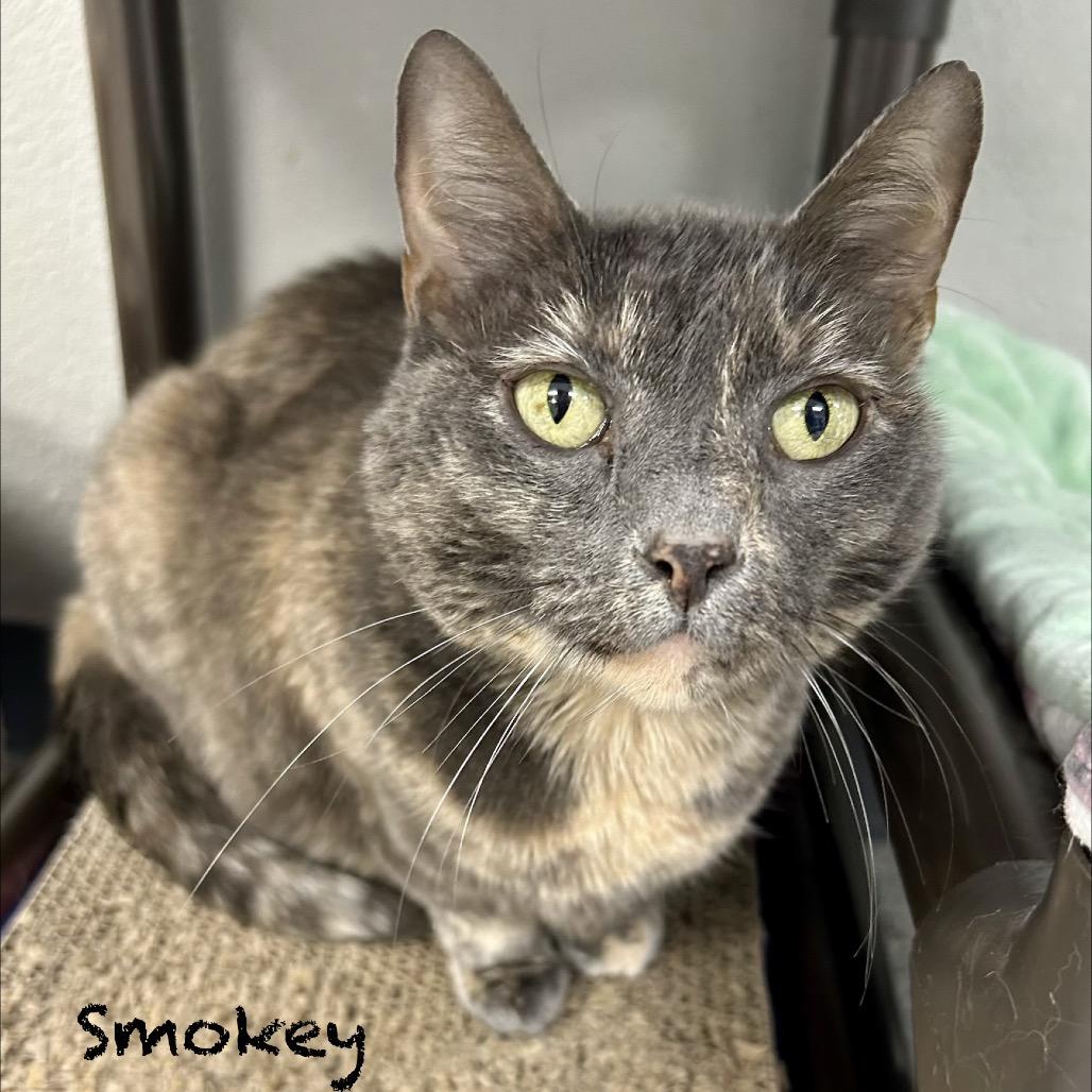 Smokey, Adoptable, Senior Female Domestic Short Hair.