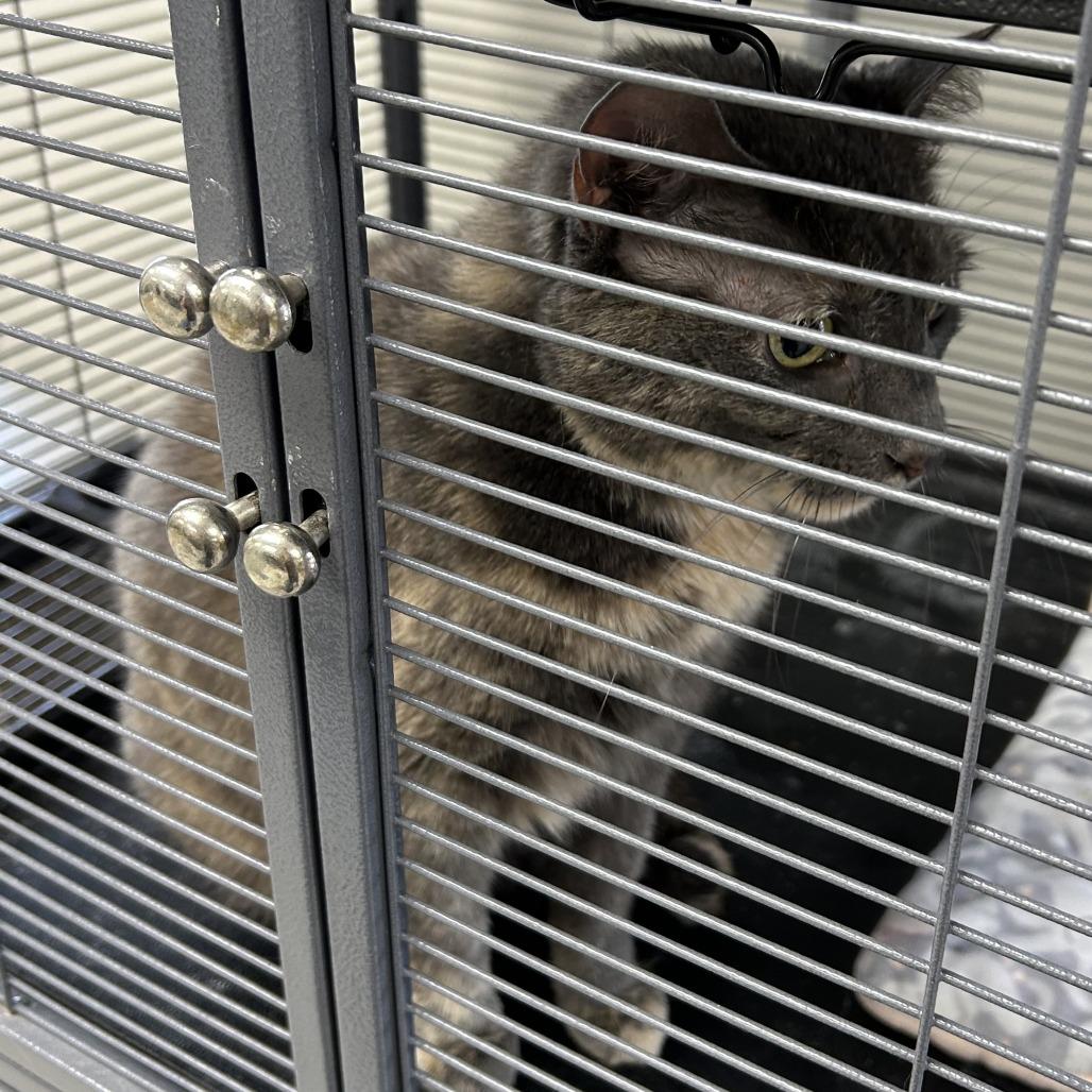 Enlarge Smokey, a Adoptable Domestic Short Hair in Hannibal, MO image 2/2