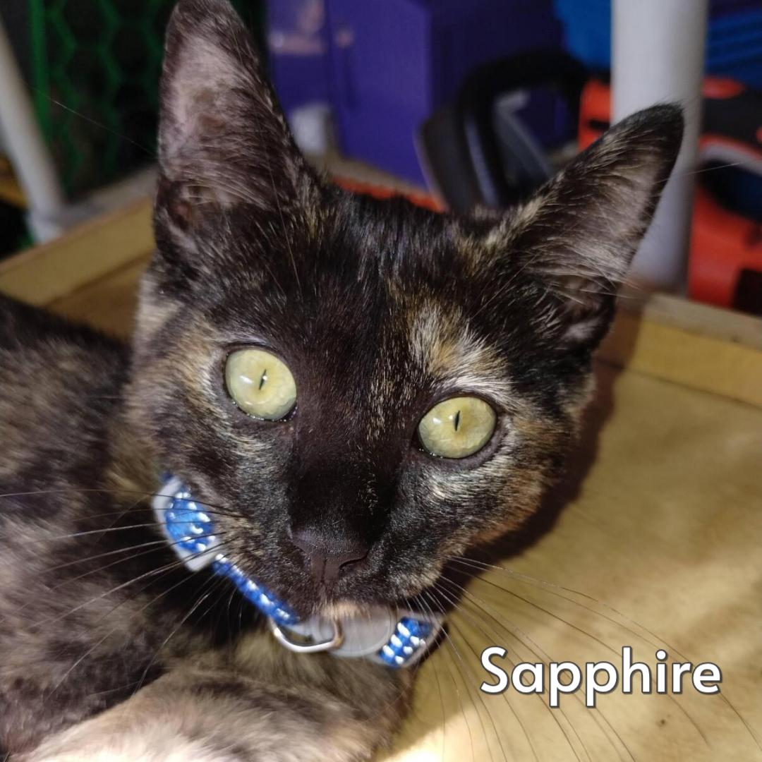 Sapphire (Courtesy Posting), adopted, Kitten Female Tortoiseshell & Domestic Short Hair.