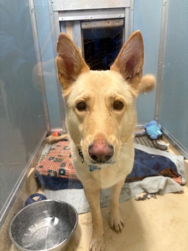 Honey, a Adoptable mixed breed in Fort Collins, CO image 1/6