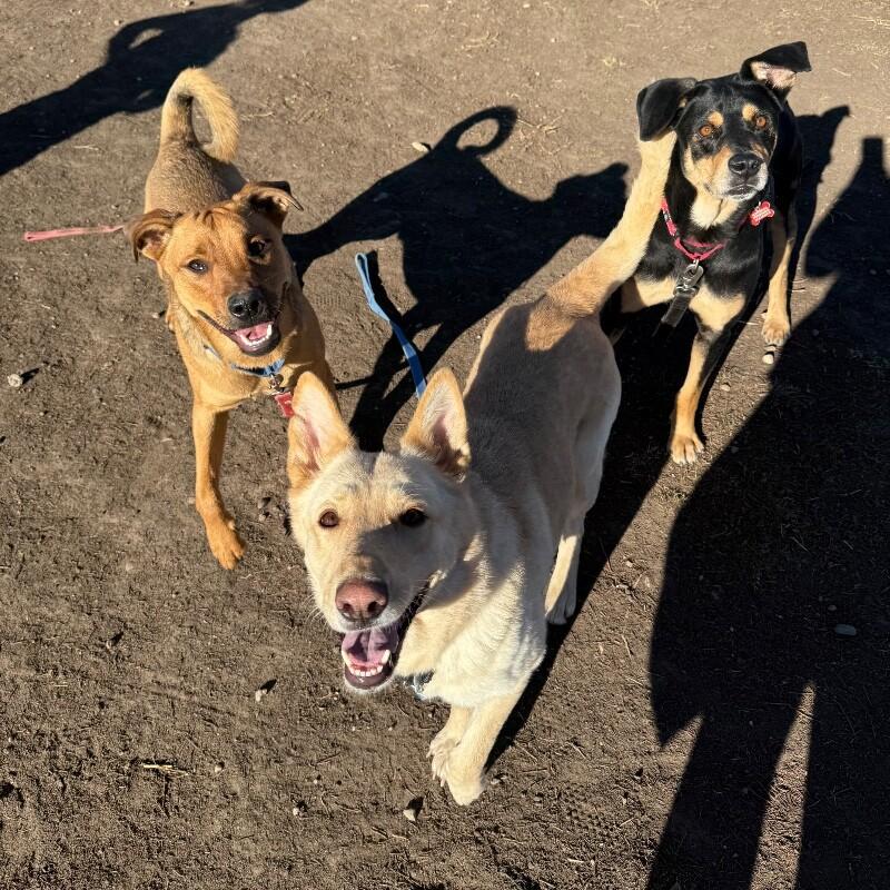 Honey, a Adoptable mixed breed in Fort Collins, CO image 2/6