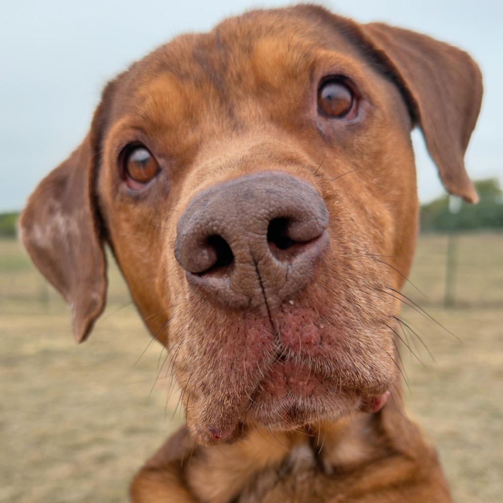 Ricardo, a Adoptable mixed breed in Leander, TX image 1/3