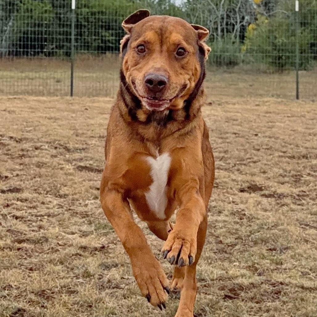 Ricardo, a Adoptable mixed breed in Leander, TX image 2/3
