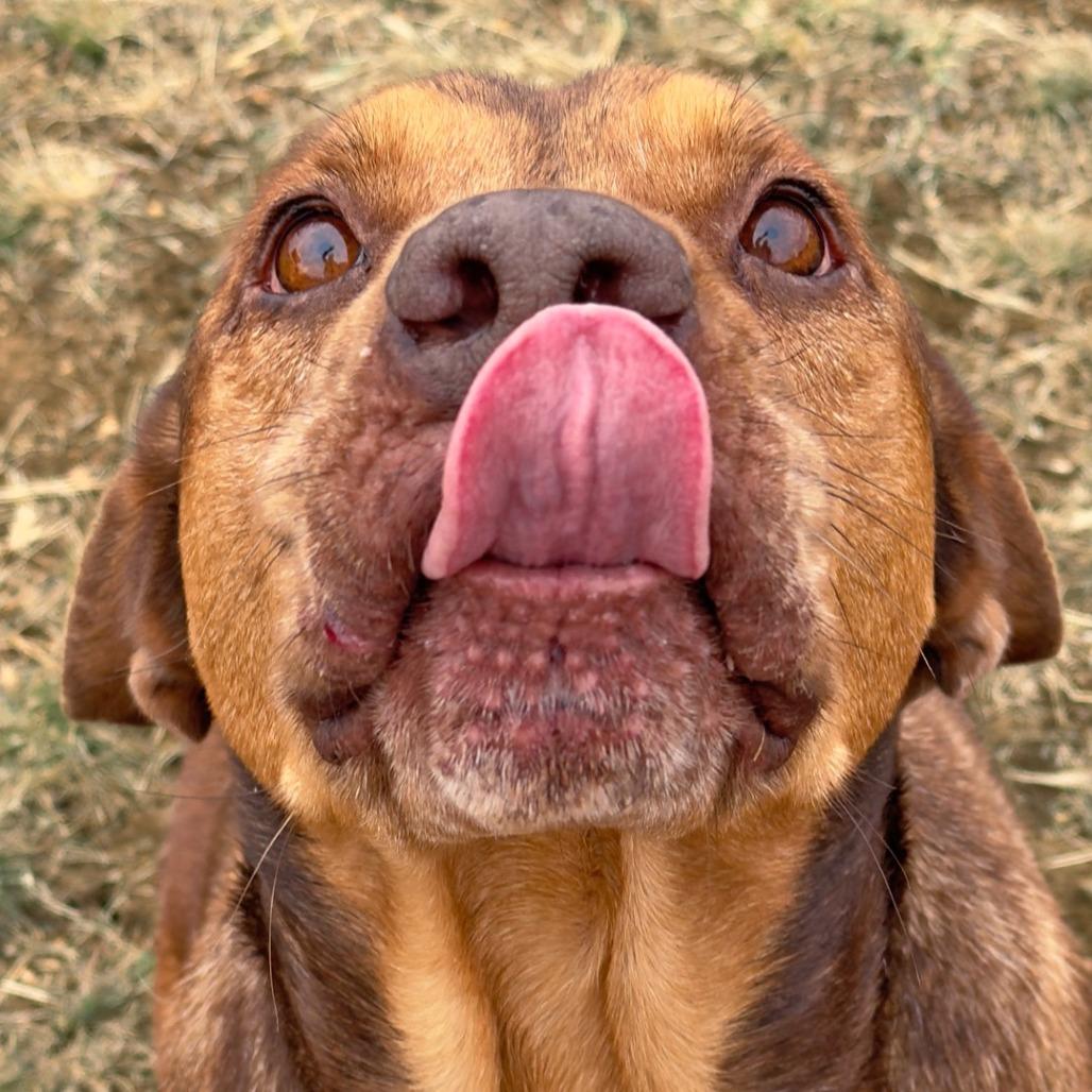 Ricardo, a Adoptable mixed breed in Leander, TX image 3/3