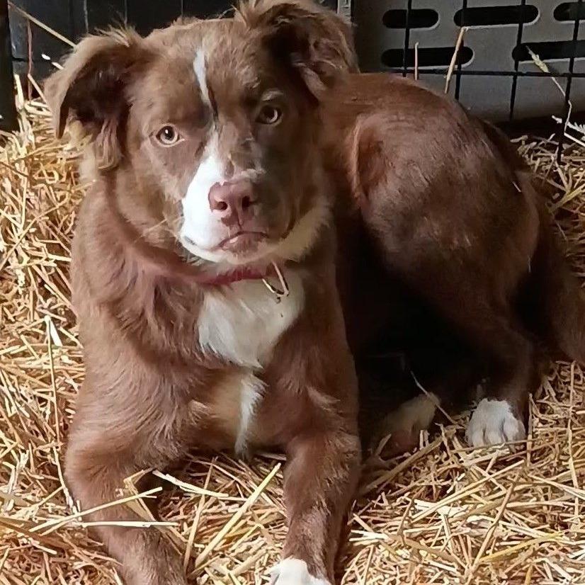 Rosie, Adoptable, Puppy Female Australian Shepherd & English Bulldog.