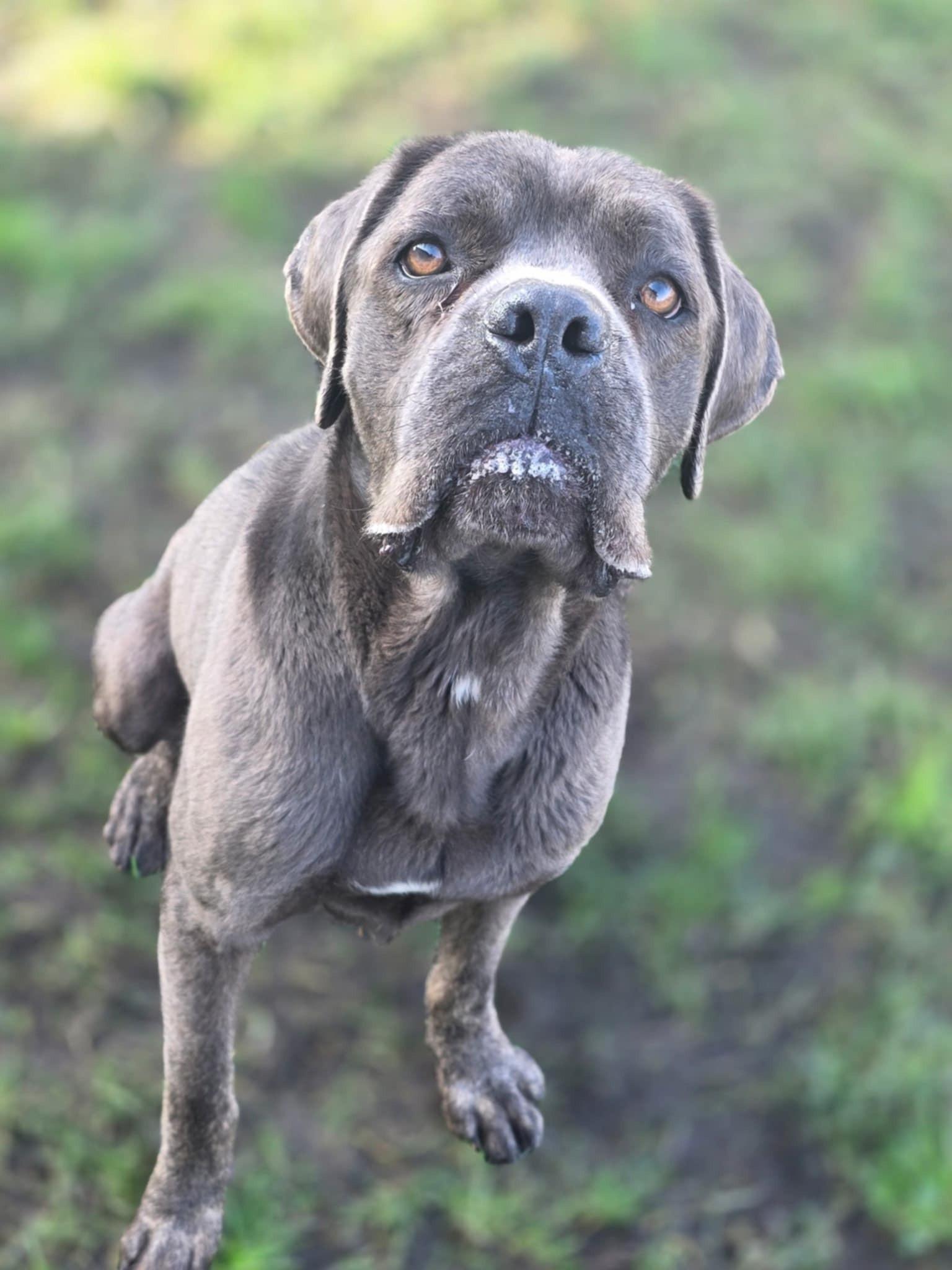 Enlarge Thanos, a ADOPTABLE Cane Corso in Manteca, CA image 1/2