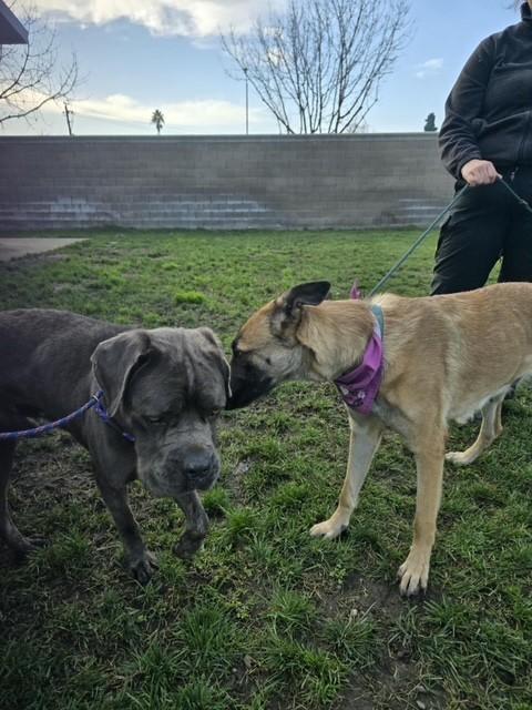 Enlarge Thanos, a ADOPTABLE Cane Corso in Manteca, CA image 2/2