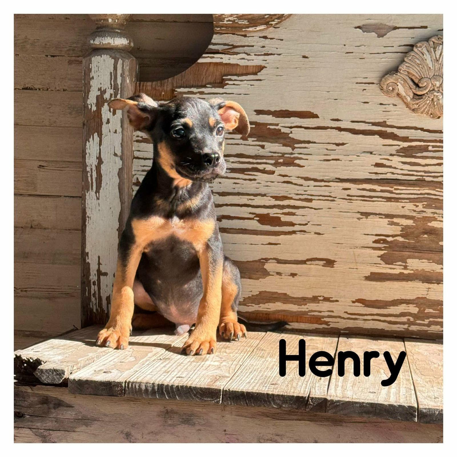 Henry, Adoptable, Young Male Terrier.