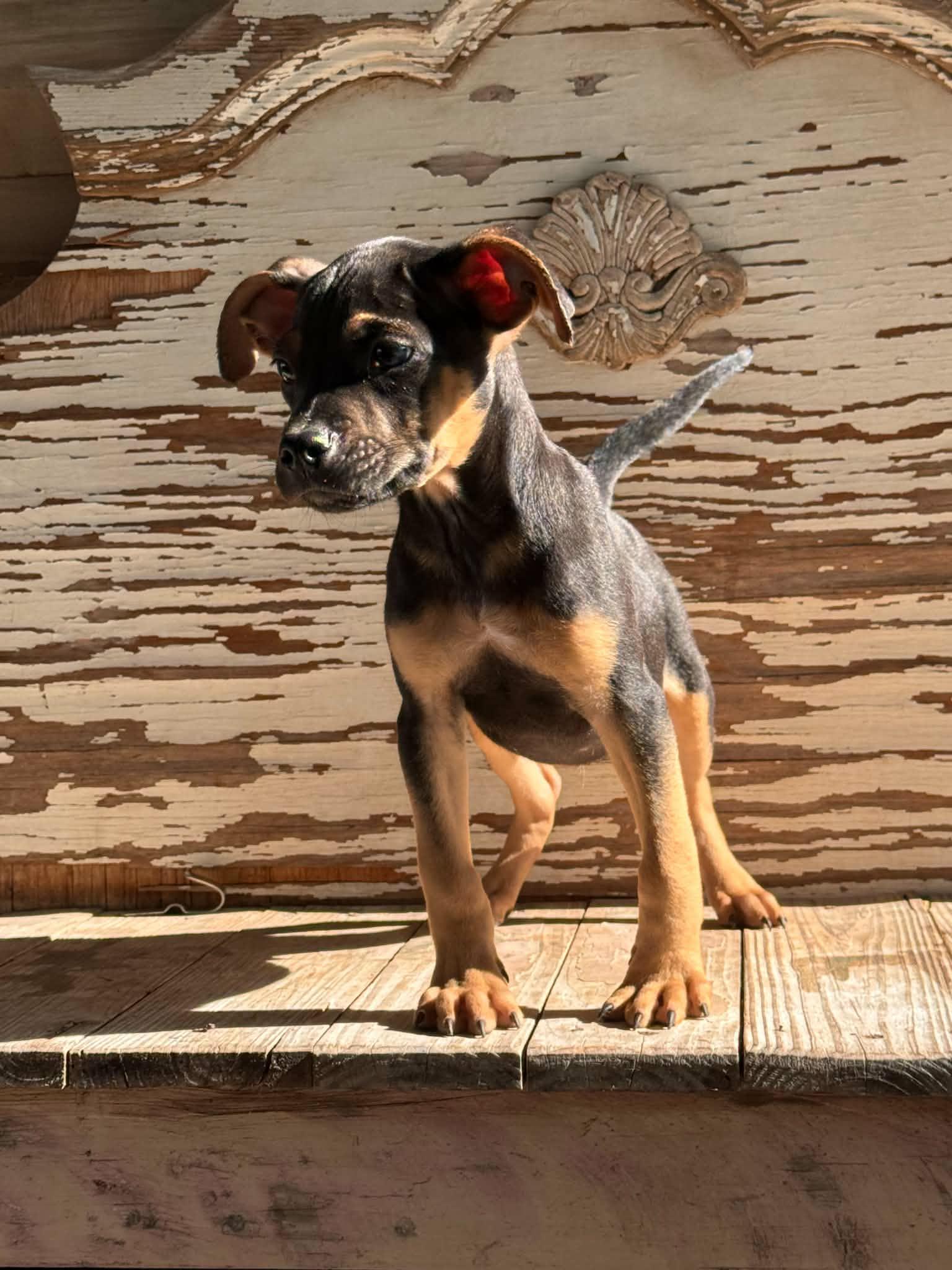 Henry, a Adoptable Terrier in Helotes, TX image 2/3