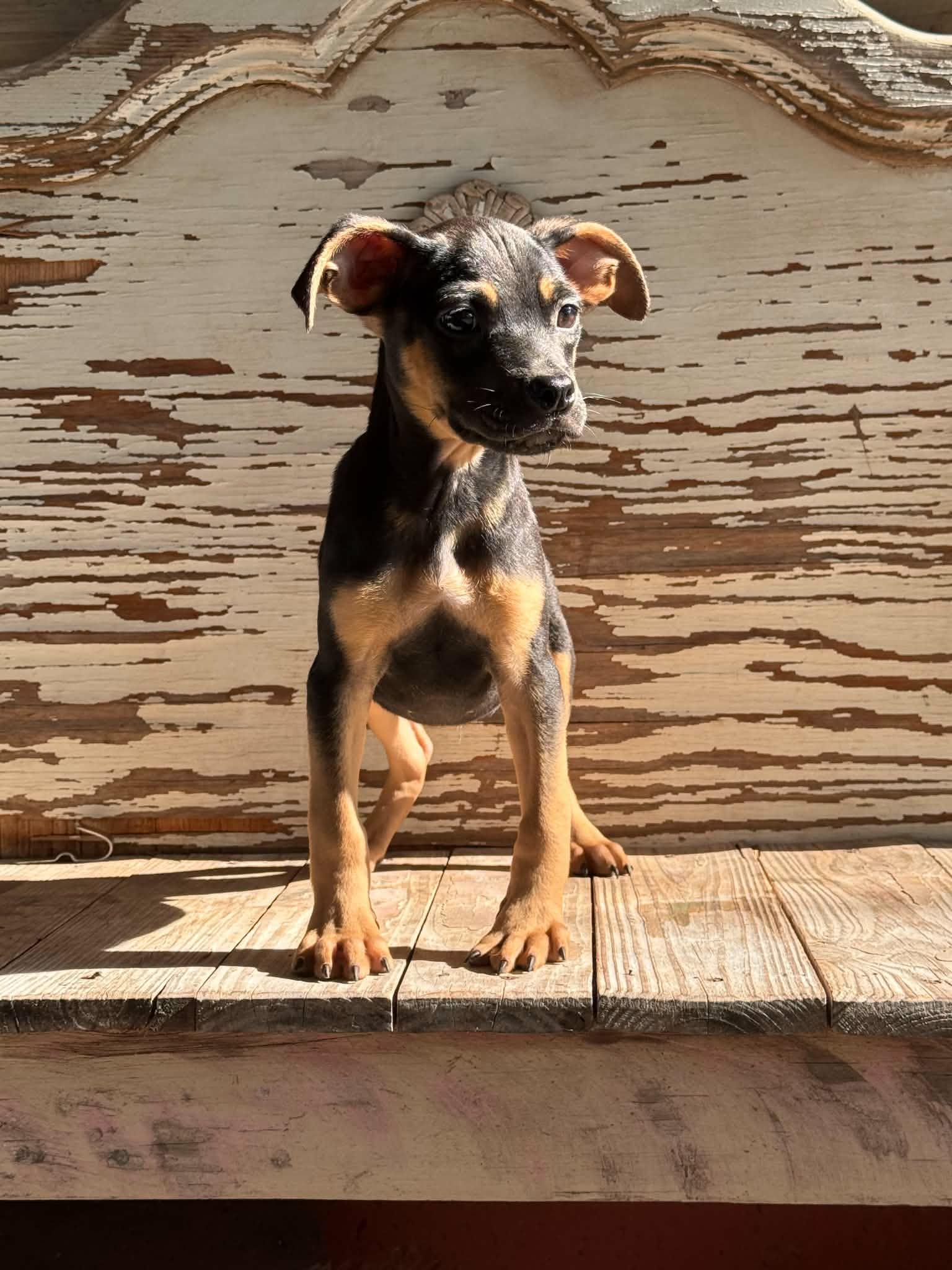 Henry, a Adoptable Terrier in Helotes, TX image 3/3