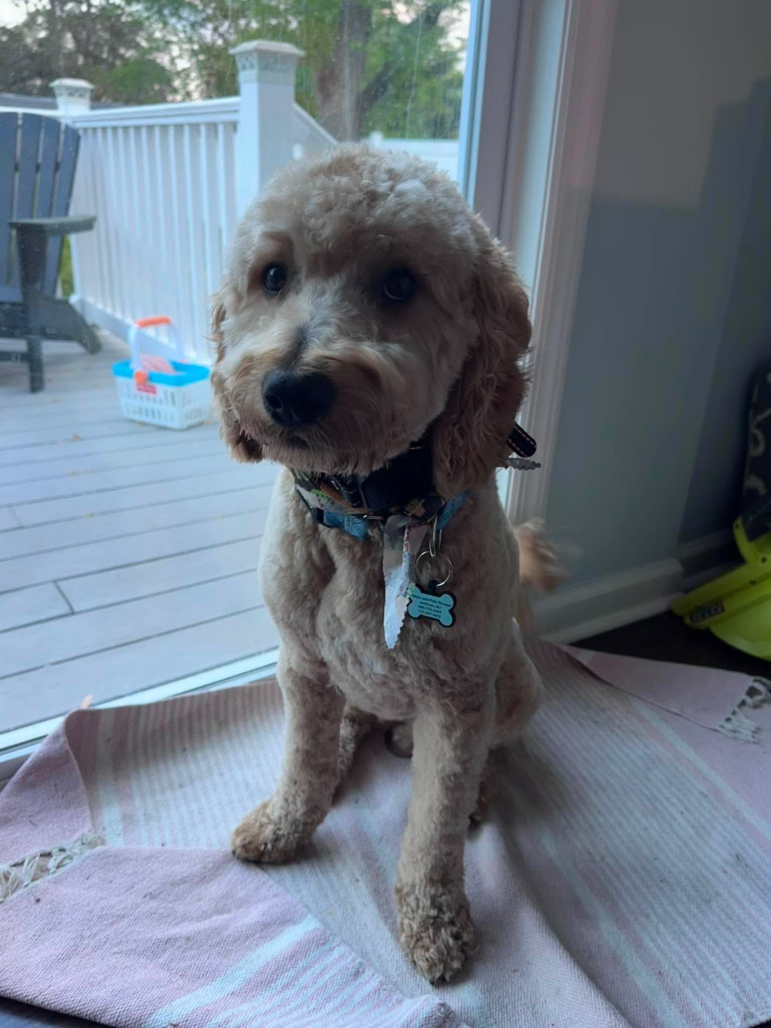 Charlie, adopted, Young Male Goldendoodle.