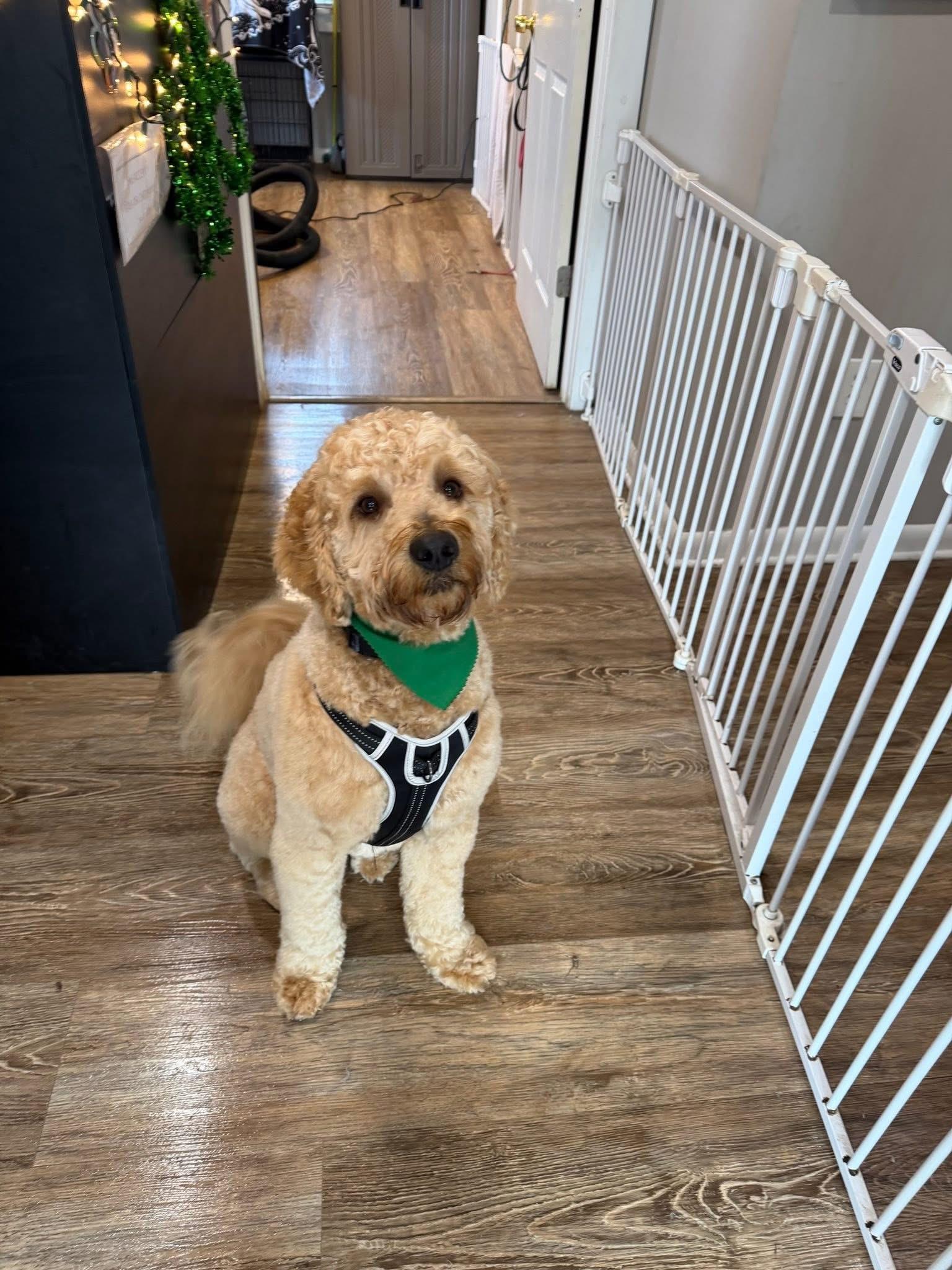 Enlarge Charlie, an adopted Goldendoodle in Jackson , NJ image 4/4