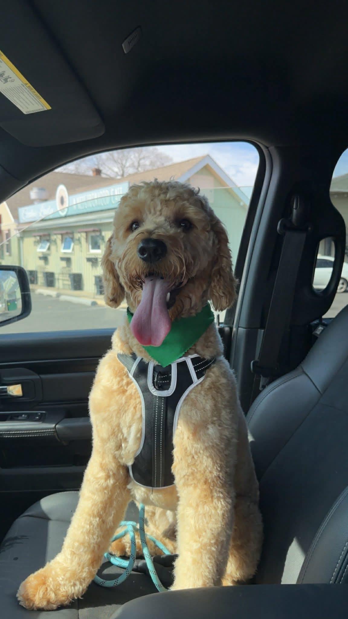 Enlarge Charlie, an adopted Goldendoodle in Jackson , NJ image 3/4